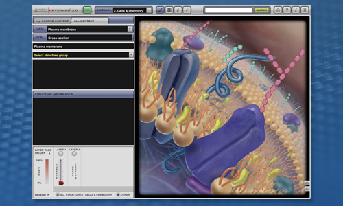 Anatomy & Physiology Revealed