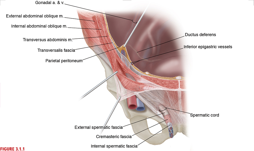 book inguinal