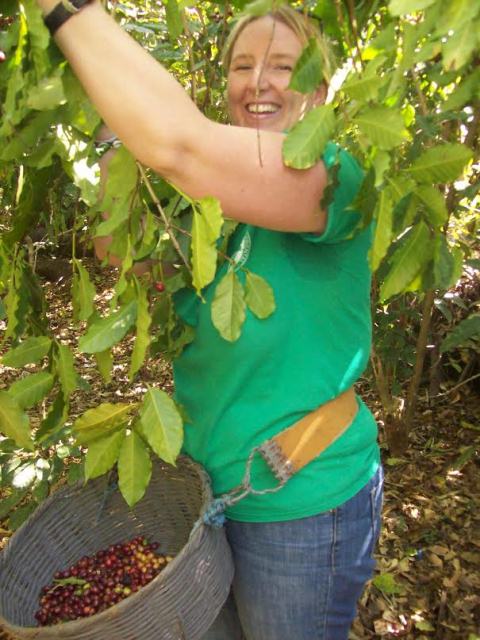 laura picking coffee