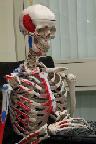 Anatomy Skeleton
