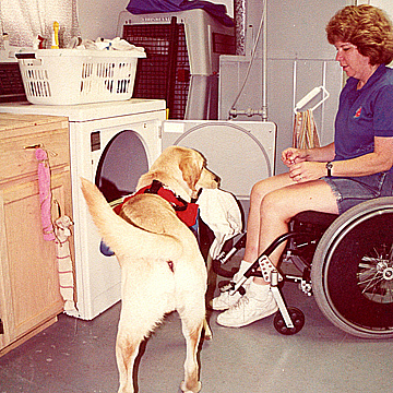 An assistance dog helping with laundry chores