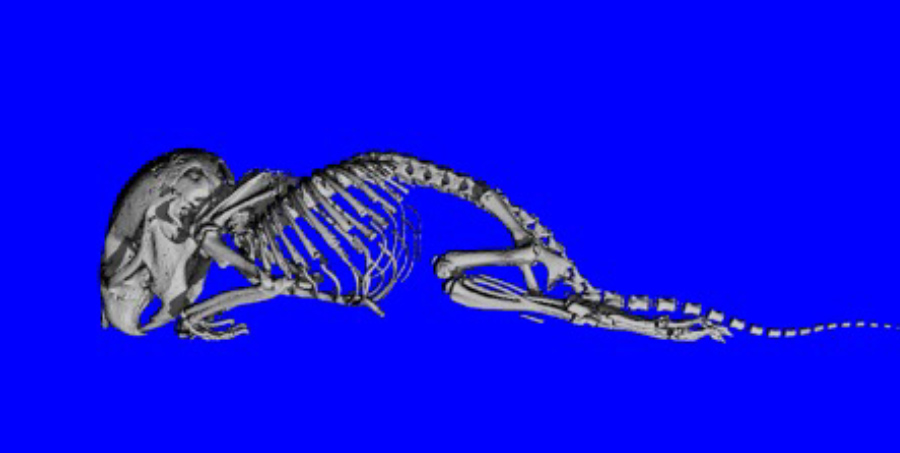 Photo of a skeleton on blue background