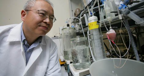 College of Medicine graduate school research - rabbit heart