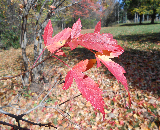 Amur Maple Fall