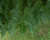Amur Maple Leaf
