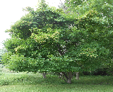 Amur Maple Tree