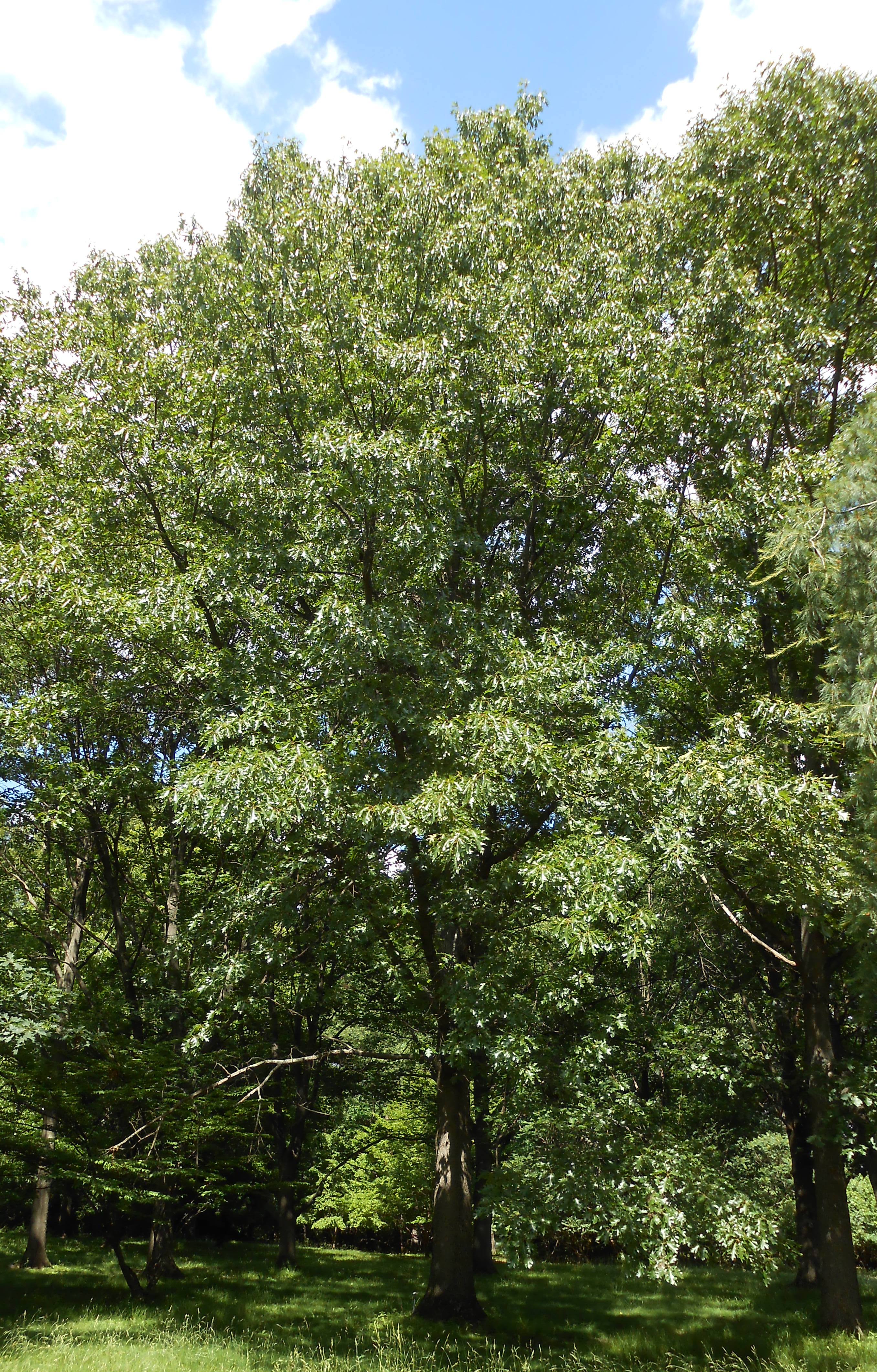 Black Oak Tree