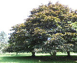 Crimson King Norway Maple Tree