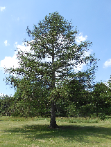 Eastern Larch/Tamarack Tree