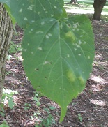 little leaf linden