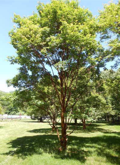 Paperbark Tree