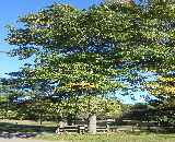 Pin Oak Tree