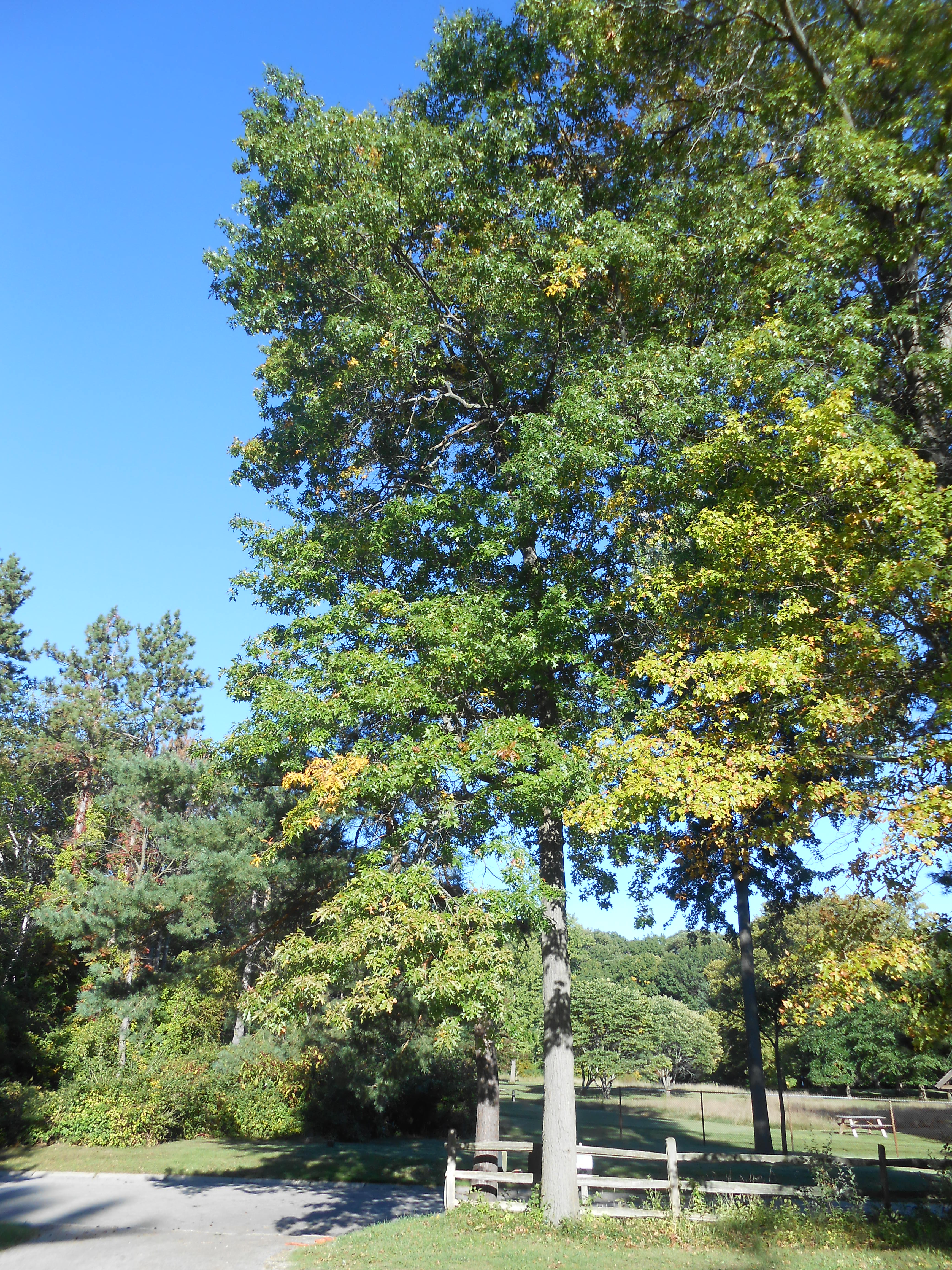 Pin Oak Tree