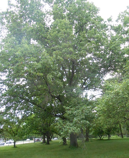 post oak
