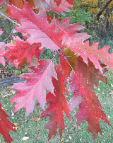 Red Oak Fall