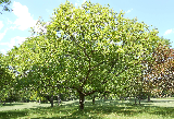 Sawtooth Oak Tree