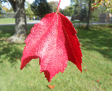 Schlesinger Red Maple Fall Color