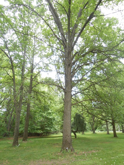 shingle oak