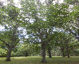 Shumard Oak Tree