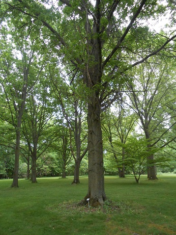 sovereign oak