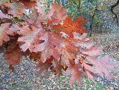 White Oak Fall Color