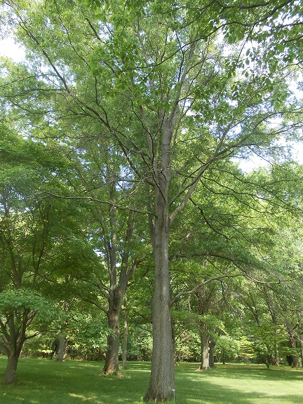 willow oak