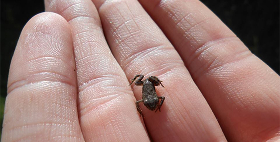 Tiny frog in palm of person's hand