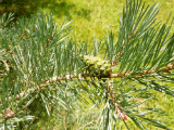 scotch pine bl