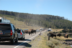 Roadblock in Yellowstone