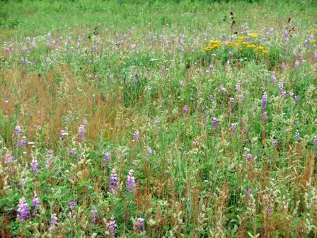 Prairie Wildflowers in Toledo's Oak Openings