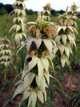 Endangered Dotted Horsemint in Toledo's Oak Openings