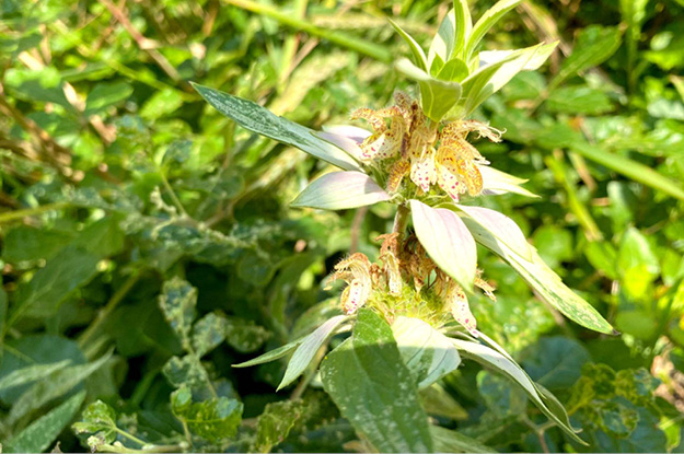 Dotted Horsemint