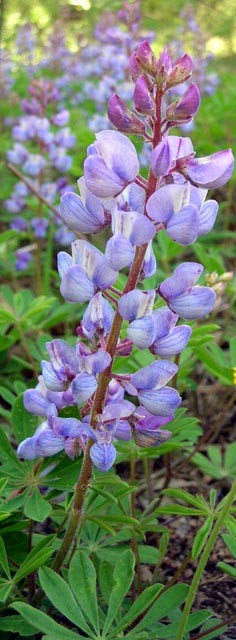 Wild Blue Lupine Near Toledo