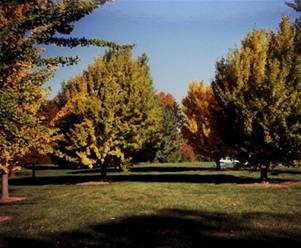 Fall color at the Stranahan Arboretum research site