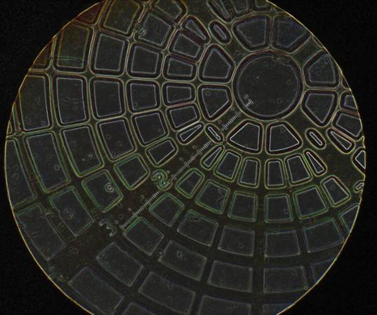 Microscopy
