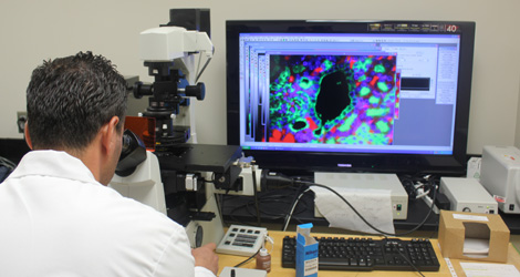 microscope image