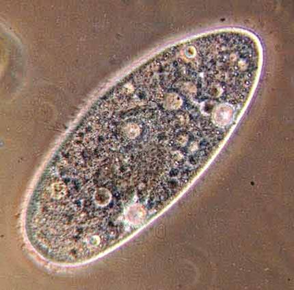 paramecium