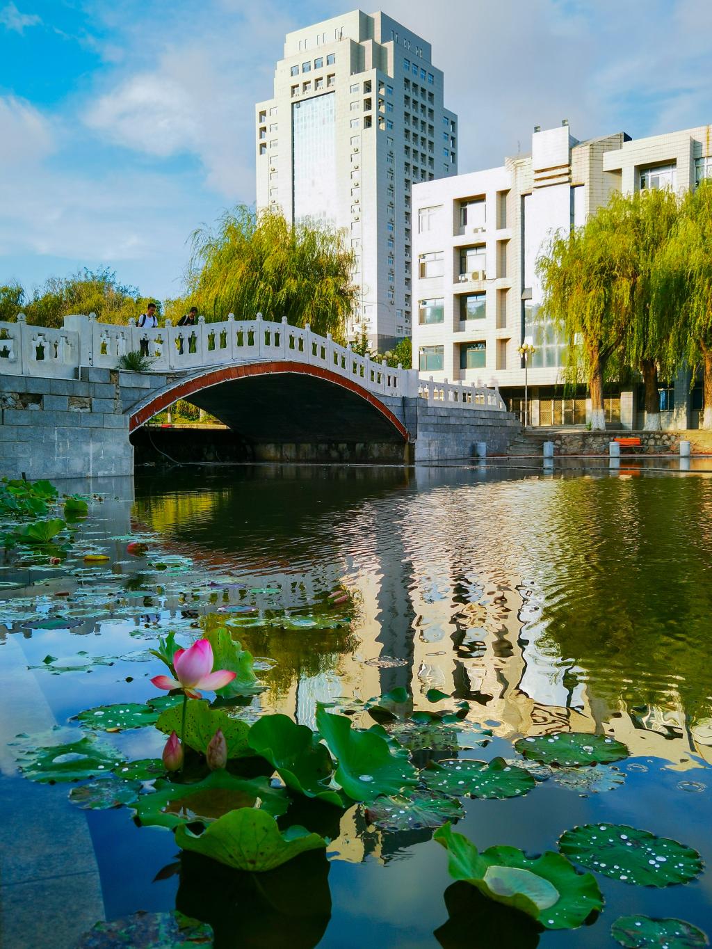 Yanshan University bridge over pond and lily pads