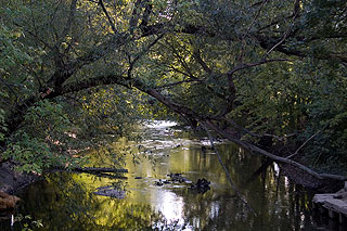 2nd Place: “Through the Trees” by Madisyn Watkins