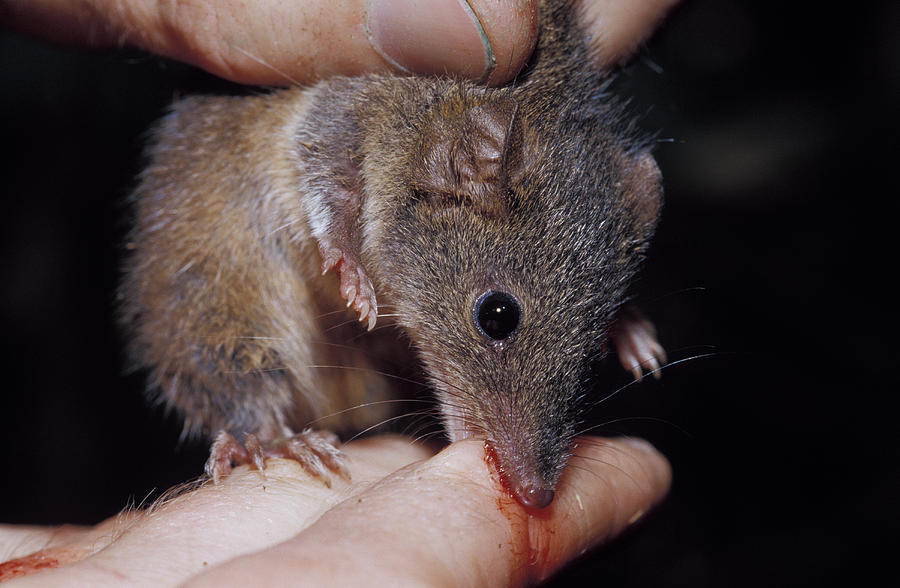 Image of a mouse biting a finger