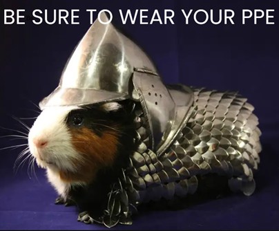 Color image of a guinea pig in body armour