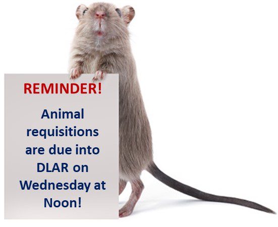 Color image of a rat holding a sign stating "Reminder! Animal requisitions are due into DLAR on Wednesday at noon!"
