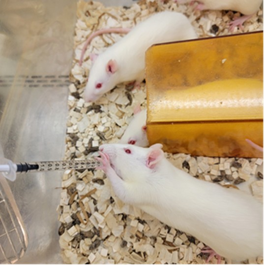 Color image of mice being syringe fed