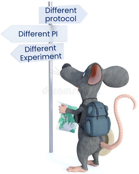 Color image of a mouse with a back pack looking at directional signage