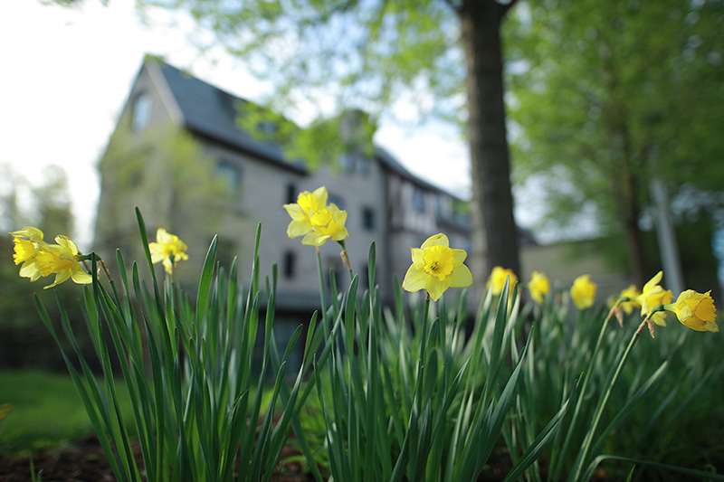 Yellow daphodills in a flower bed on campus