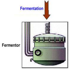 fermentor