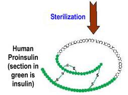 proinsulin