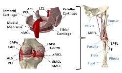 tibial cartlidge