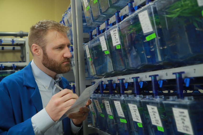 Isaac Schiefer, Ph.D., examining tanks of fish in a laboratory.