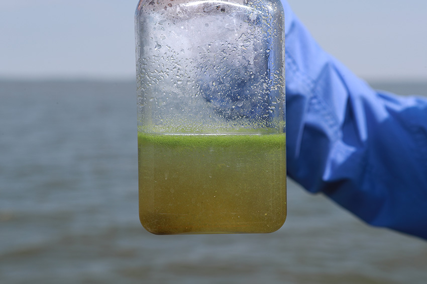 A glass jar half-full of water that's tinted green with algae.